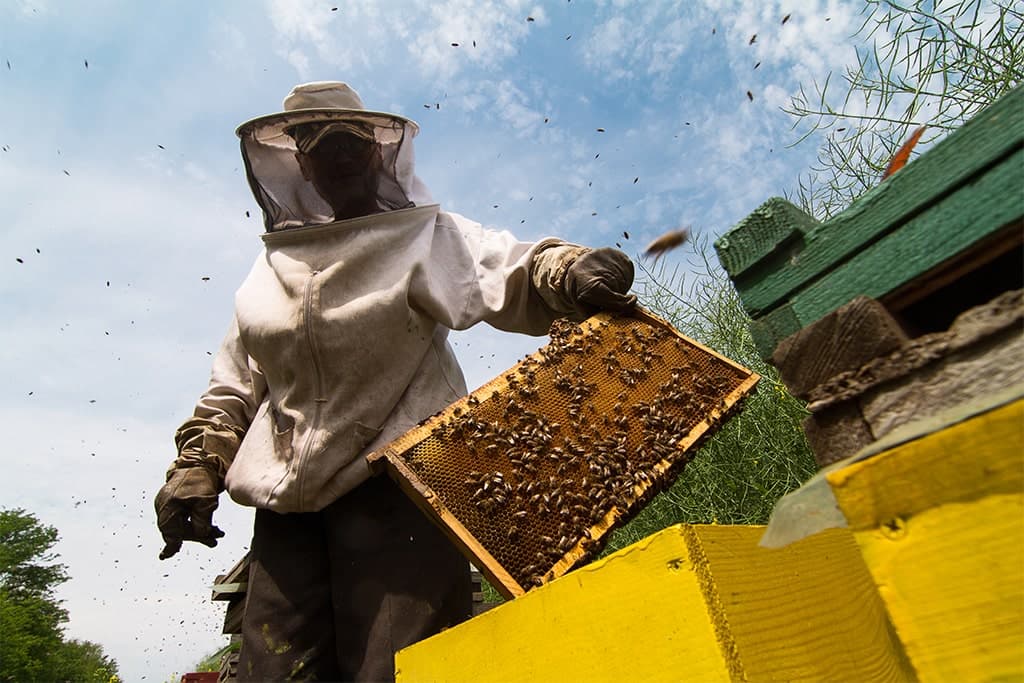 Apicultura, între pasiune și afacere de succes