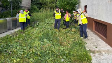  Bucureștenii, obligați să elimine buruiana din curte, anunță ADPDU Sector 6. Veste bună pentru alergici!