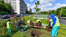  arțarii și arborii de gumă umbresc Sectorul 6