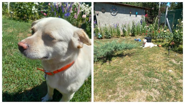  Cățelul Fermier de la ASPA care Adoră Țara, Grădina și Veselia! 🐶✨