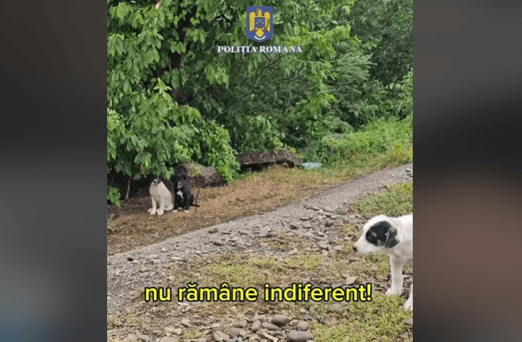 Poliția Română Salvează Peste 1.900 de Animale în 2024 - Implică-te în Lupta Împotriva Cruzimii!