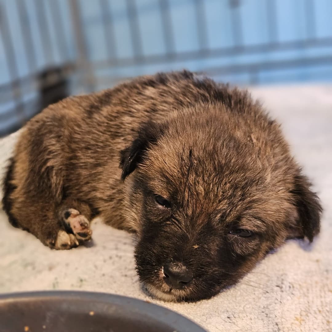 canicula agravează criza rănilor animale fără stăpân în România, creșterea riscului de miiază atingând 90%