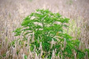  Măsuri extinse pentru eliminarea plantei invazive și protejarea sănătății!