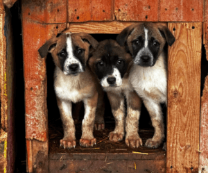  Program de formare pentru angajați despre animale, lansat de Consiliul Județean Ilfov și Fundația Ilfov Împreună