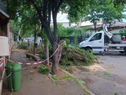  Copaci Prăbușiți și Daune Majore în Pajura și pe Strada Nazarcea