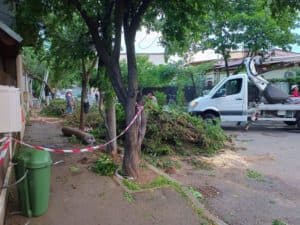  Copaci Prăbușiți și Daune Majore în Pajura și pe Strada Nazarcea