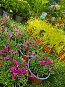  Spectacol Floral în București!