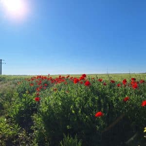 Vreme superbă în București cu cer variabil și temperaturi de până la 31°C, soare și vânt moderat în întreaga țară