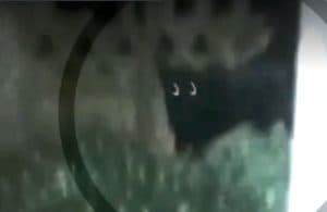 Tinerii din Teleorman afirmă că au surprins pantera neagră misterioasă care a tulburat liniștea Bulgariei - telenovela continuă în România!