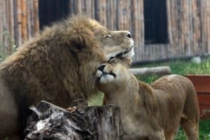 Grădina Zoologică și-a redeschis porțile după lucrări de întreținere și siguranță post-fenomene meteorologice!