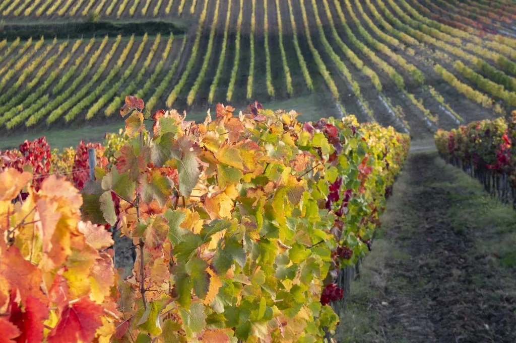 Cele mai apreciate regiuni pentru vinurile rosé
